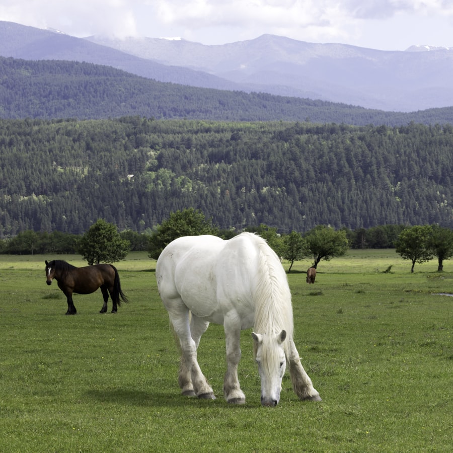 Chevaux au pâturage dans un pré agricole, entretien d'espaces verts pour manades