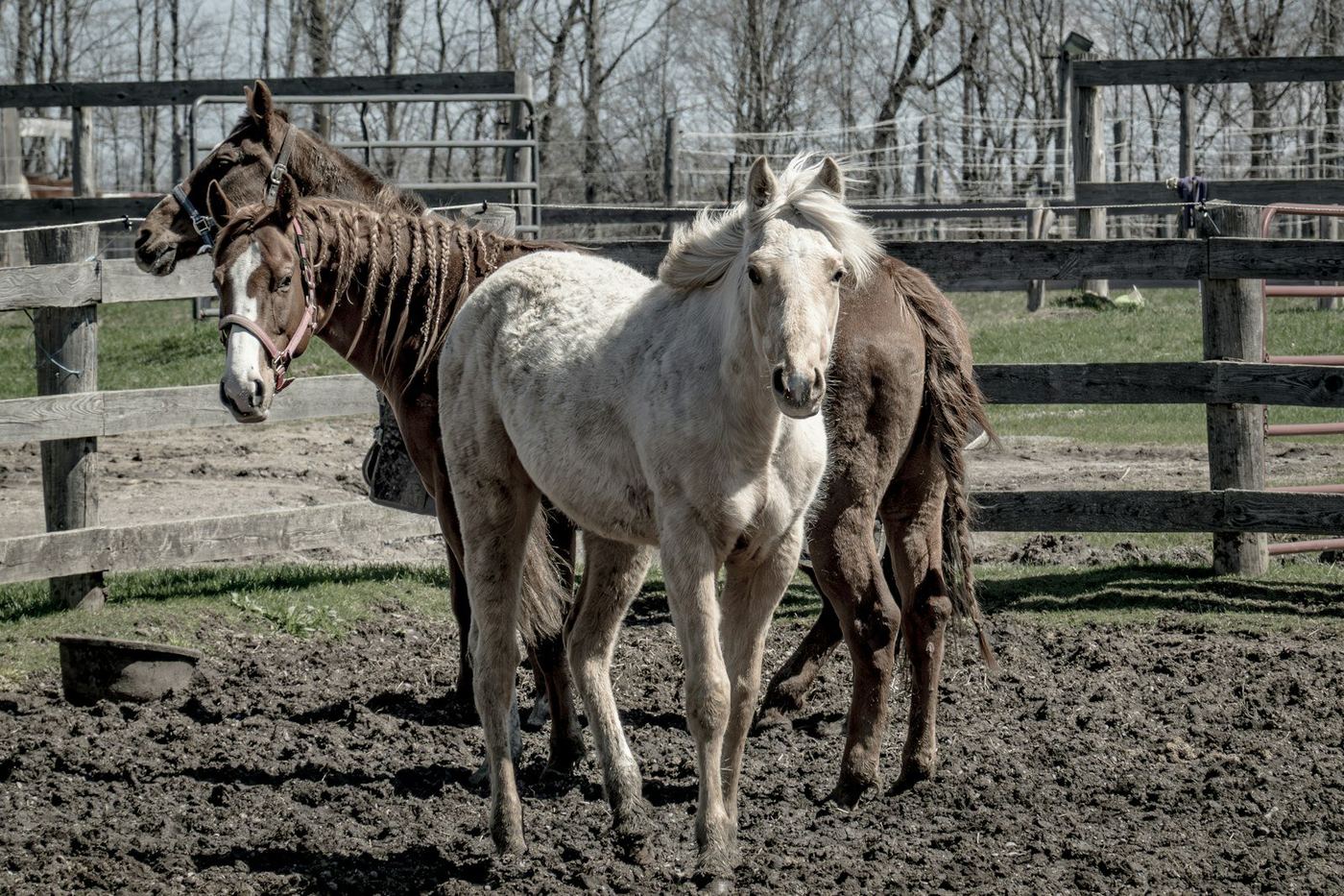 Chevaux dans un paddock entretenu, clôture et abri visible en arrière-plan