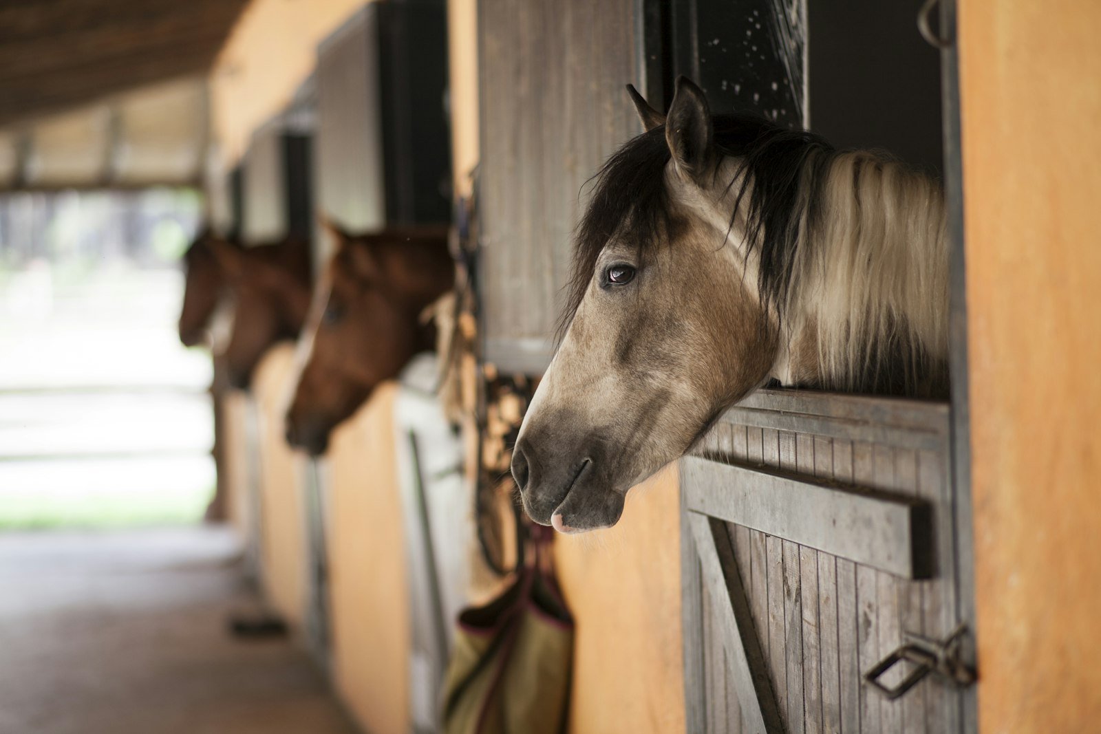 Chevaux dans une écurie entretenue