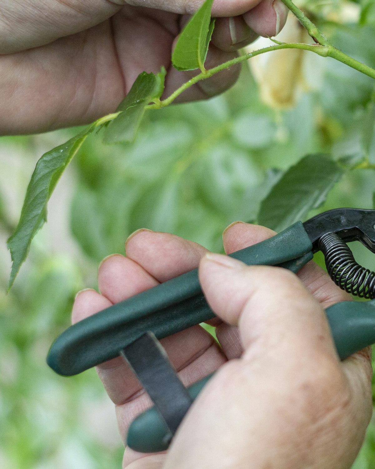 Mains gantées taillant une branche avec un sécateur, geste d'entretien de jardin